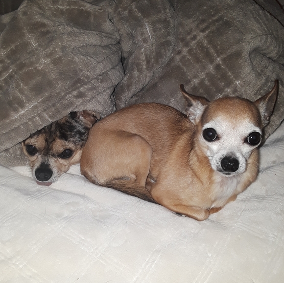 Meet your Posher, Rebekah - Picture 3 of 6